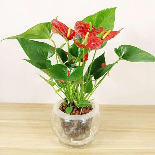 中小型开花植物红掌-北京匠心园林绿化有限公司