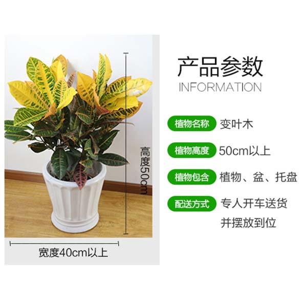 1-1F412134539307